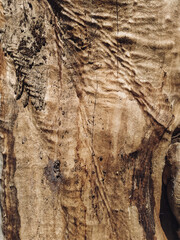 Texture of old wood with cracks taken close-up. Poplar trunk under bark in bright sun. Natural...