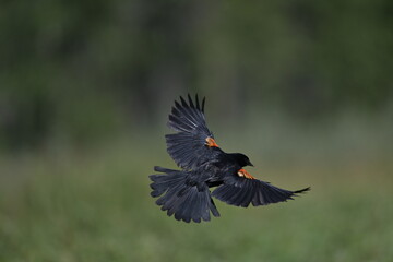 Fototapeta premium Red winged blackbird, nature, portrait