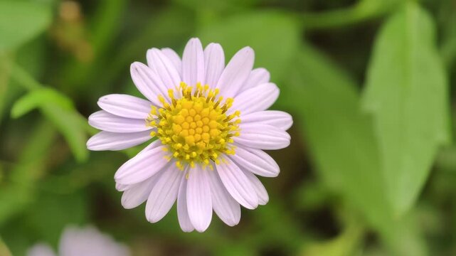 Beautiful flowers are blowing in the wind.