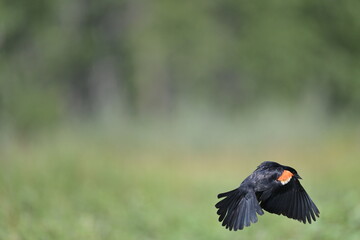 red winged blackbird in flight, Red winged blackbird, nature, portrait