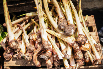 A pile of freshly harvested taro, showcasing the light stems and earthy root vegetables on a wooden...