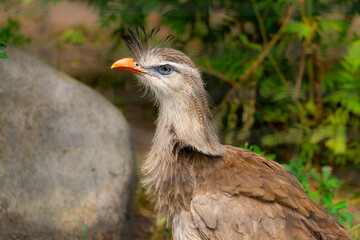 Red-Legged Seriema, cariama cristata bird