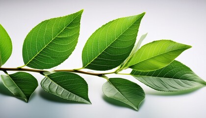 Obraz premium fresh green leafy branch