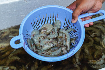 A handful of fresh, uncooked shrimps, held in a bright blue colander above a larger container of...