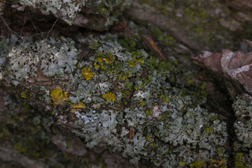 lichen on tree