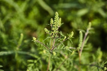 Ragweed closeup, common allergy plant