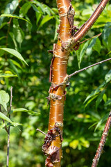 Prunus slob. Tibetan cherry tree. Beautiful bark.