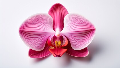elegant pink orchid with detailed petals and vibrant colors on a white background symbolizing beauty and nature s delicacy