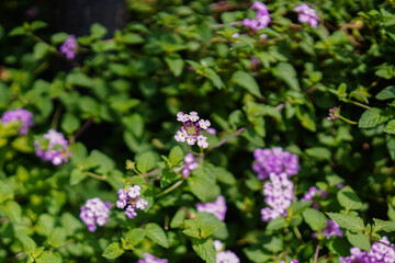 A vibrant tapestry of nature unfolds with clusters of delicate purple flowers, their subtle hues...