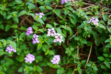 A vibrant cluster of tiny, delicate purple and white flowers amidst lush green foliage, creating a...