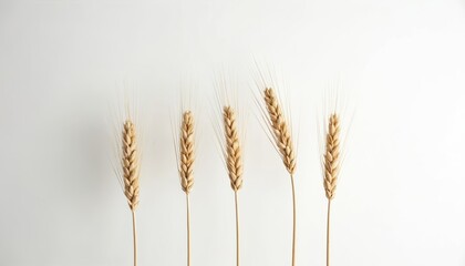 Five golden wheat stalks stand upright on simple white background. Illustration captures ripe grain ears with slender stems. Minimalist composition highlights natural beauty of essential agricultural