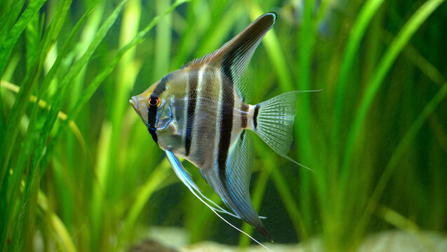 Close-up of a striped freshwater angelfish (Pterophyllum scalare) swimming in a lush green planted aquarium