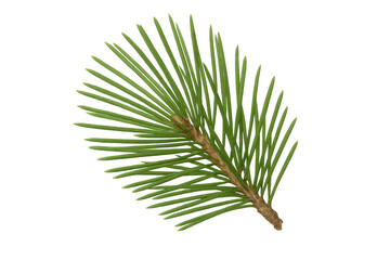 Obraz premium Fresh pine branch isolated on transparent background, perfect for adding a touch of nature to designs