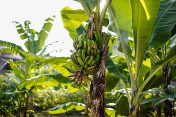 Close up of a banana tree, showing its vibrant green leaves and a cluster of unripe bananas still...