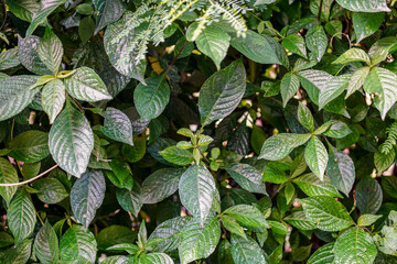 Lush green foliage cascades, presenting a rich tapestry of textures and shades. The intricate vein patterns and varied leaf shapes capture the essence of natural growth and vitality.