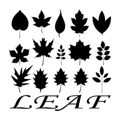 Fototapeta premium Leaf icon
