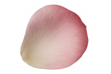 Soft pink rose petal floating, revealing intricate veins against transparent backdrop, complementing elegant design compositions