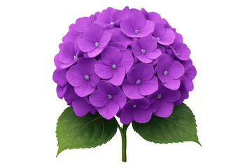 Purple hortensia flower head blooming with green leaves, isolated on transparent background, perfect for floral arrangements or design projects