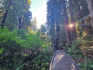 Muir Woods in the Morning