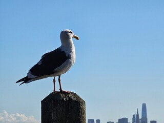 Scenes from San Francisco Bay Area