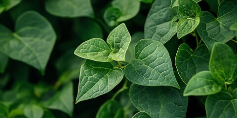 Fototapeta premium Green Ivy Leaves Close Up in Natural Light for Gardening and Nature Use