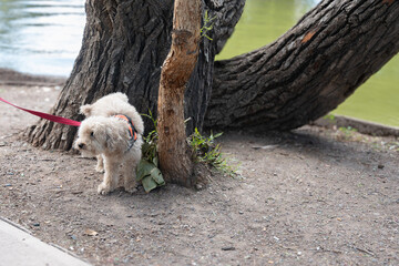 Small Fluffy Dog Peeing on Tree Trunk in Park.