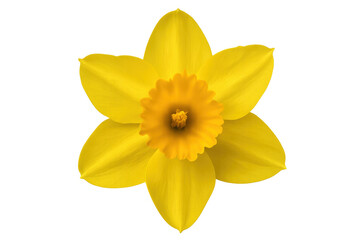 Yellow daffodil blooming with vivid petals, displaying delicate textures against transparent backdrop
