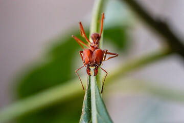 Close-up of a Red Ant 