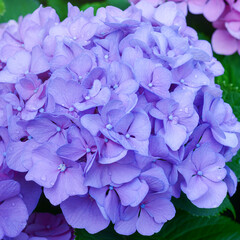 Flowers of lilac hydrangea in inflorescence with raindrops