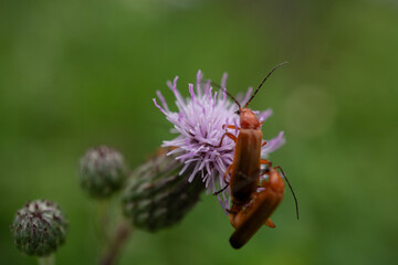 Kafer auf Distelblüte
