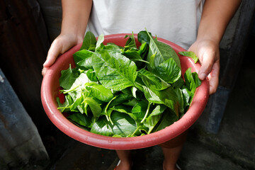 Fresh Spinach, Handpicked and Ready to Cook