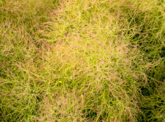 Byblis guehoi carnivorous plant texture background. 