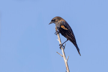 A single female red-winged blackbird perched on a twig