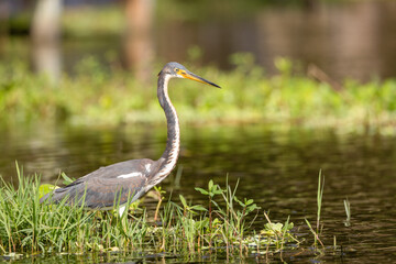 A tricolored heron standing in the grass at the edge of Guana Lake