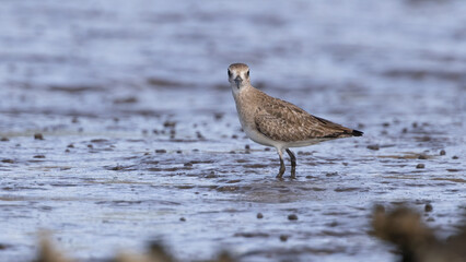A black-bellied plover standing in shallow tidal water and looking at the camera