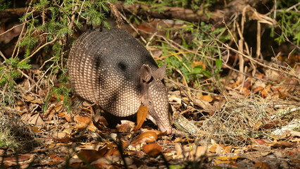 An armadillo walking through the GTM Reserve