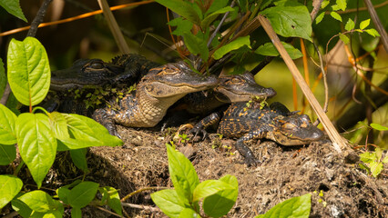 Four baby alligators huddled together on a log