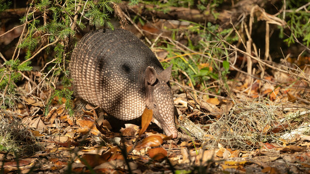 An armadillo walking through the GTM Reserve