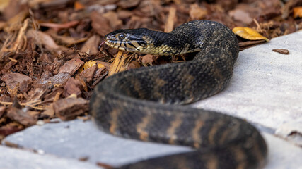 A closeup of a water snake in an urban backyard