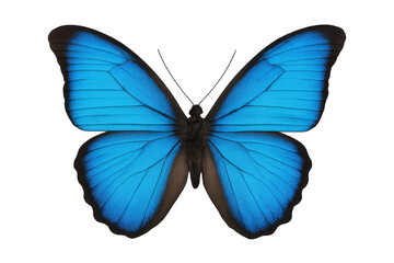 Blue morpho butterfly spreading iridescent wings, revealing intricate azure markings against transparent backdrop