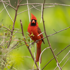 A northern cardinal perched on a thin branch looking at the camera with its crest raised and a green background.