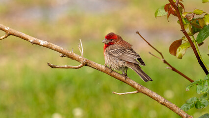 A single house finch perched on a thin branch