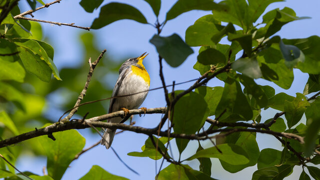 A northern parula perched on a branch and singing
