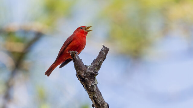 A male summer tanager perched on a bare branch