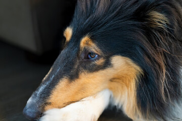 Fototapeta premium A portrait of a tricolored collie with her head resting on her foot