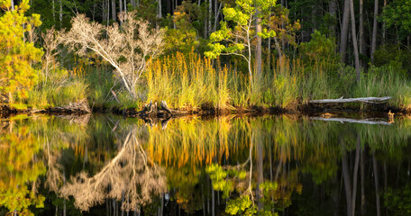 Fototapeta premium Reflections on the still water of the Alligator River-Pungo River Canal