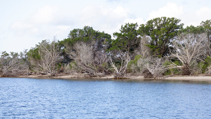 Large trees as driftwood along the Tolomato River