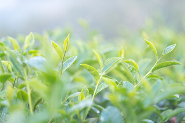 Close up Fresh Tree tea plantations mountain green nature in herbal farm plant background morning. Field of green tea tree leaves tender bud herbal Green tea tree in camellia sinensis organic farm.