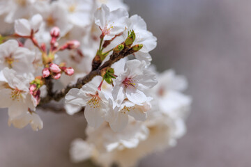 桜の花