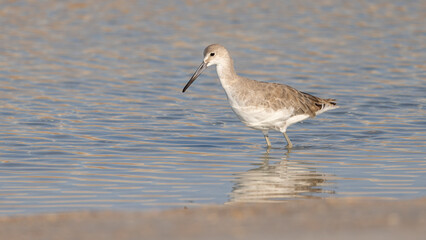 A single willet standing in shallow water
